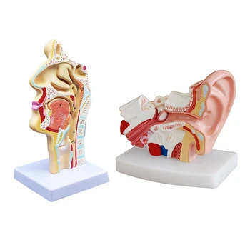2 броя Анатомическая модел анатомия на устната, носа и гърлото, лице за показване в класа на водите, обучение на модел, на 1,5 пъти над човешкото ухо
